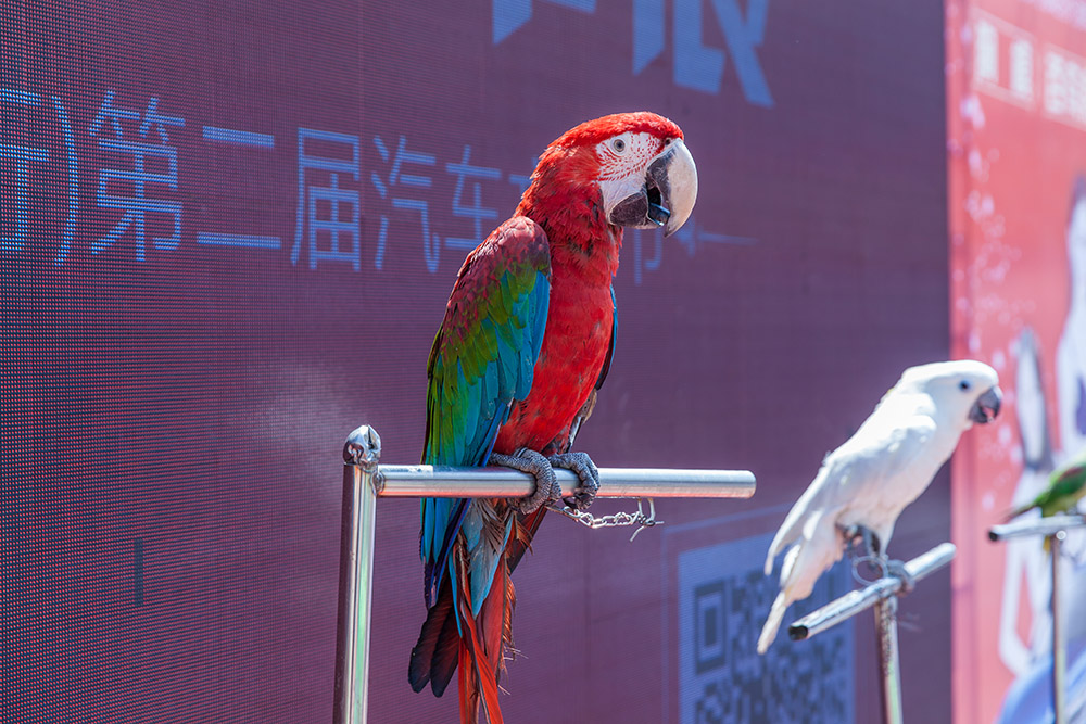 【車展第一天】遇到那個TA，放棄蘋果8......