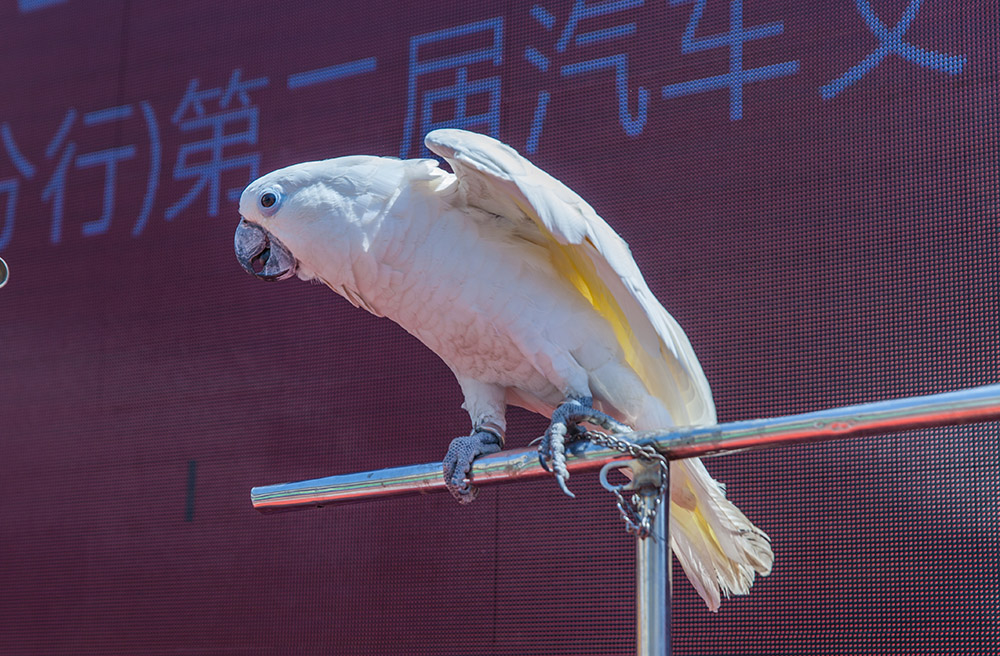 【車展第一天】遇到那個TA，放棄蘋果8......