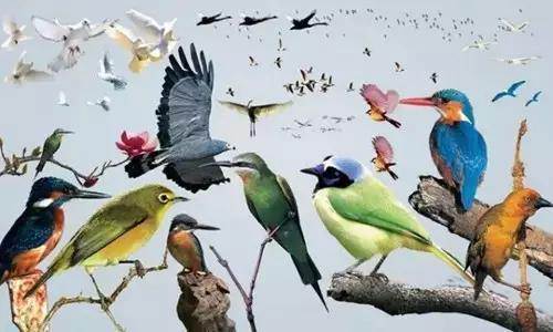 【915-918邵陽秋季車展倒計時4天】不想出門看人人人，那就改成看鳥鳥鳥！